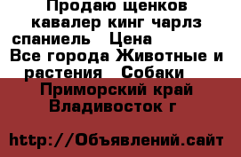 Продаю щенков кавалер кинг чарлз спаниель › Цена ­ 40 000 - Все города Животные и растения » Собаки   . Приморский край,Владивосток г.